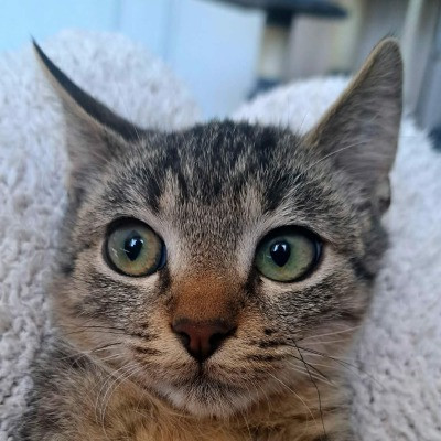 Apollo